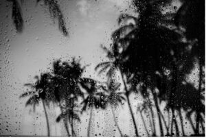 Black and gray photo of a storm whipping palm trees