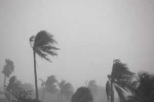 Storm with strong winds blowing tall palm trees