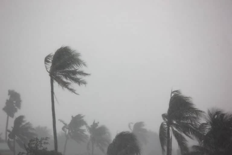 Strong Wind Impact Coconut Tree Before Hurricane
